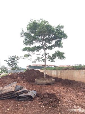 Qualität Marine Rubber Ship Launching Airbags-Trockendock-startendes anhebendes Schiff usine